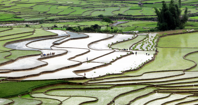 Mu Cang Chai preparing for a new season